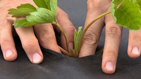 Image 9 Geotextile for the garden